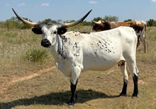 ✨LHB Metallic Cow✨