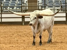 LL COWBOY TUFF SHOOTER