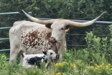 LM Delightful 2026 Bull Calf