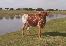 Tonkawa RSC Brown Sugar