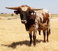 Heart Breaker x Brazos Louann bull