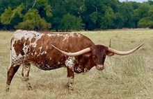 Lady Chex 7/3