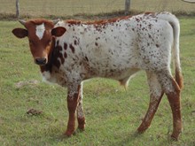 Bevo Roll Tide