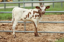 RD Lady's Lily Heifer 2026