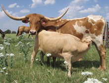 SHR Laramie