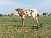 Laredo's Fashion Calf