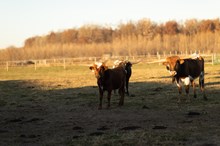 Leah Bull Calf 2022