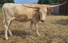 Lezawe Cowgirl CPL