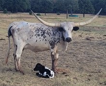 Liberty Cowgirl 2026 Bull Calf