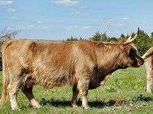 Bennachie's Little Rita (PV,D)