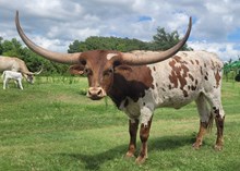 Lilikoi Cowgirl CPL