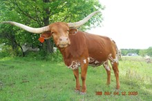 Texas Dream Lil Bit