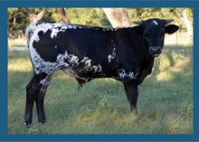 LOBSTER X SHOO STEER
