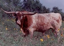 LOCKHORN