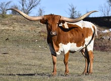 SL LONE STAR SUNNY