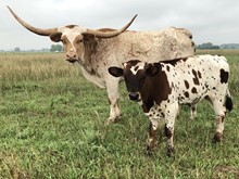 Justa Ju Bull Calf