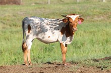 Vinny's Lucky Star Heifer 2026