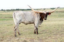 RJF REBEL'S IMAGE