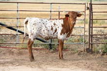 FBL LORETTA LYNN