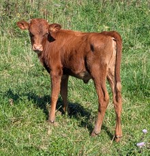 PEACEKEEPER X MAKING MOVES HEIFER