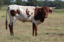 M Arrow Missunderstood Heifer