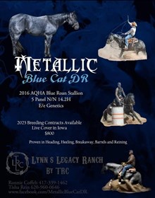 METALLIC BLUE CAT DR