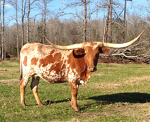 585 MUDSLINGER