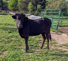 EL RESPECTABLE EBONY