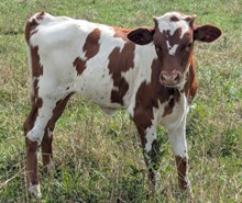 HANGOVER X MYSTIC HEIFER