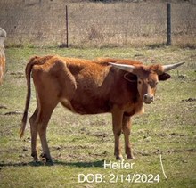 TS Poppy x BCR  Tari's Magic 831