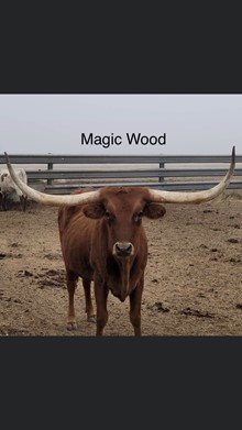 Magic Wood