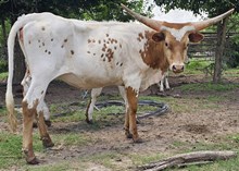 Mango Tree Cowgirl CPL