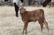 JHM MAPLE MAE