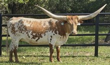 BL MATTIE 080