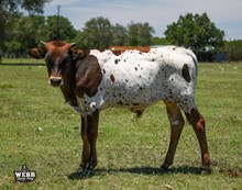 Bella Rosita x Jericho steer