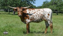 WFF COCO PEBBLES