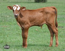 Sparkle x Jerry bull calf