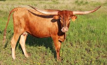MEADOW LARK 2216