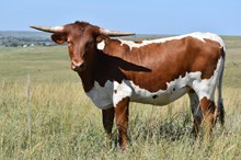 RSL MELANIA 530