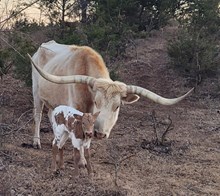 Harmony of a Cowgirl CPL
