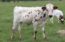 Melvas bull calf