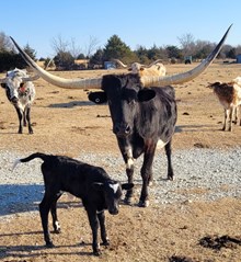 Black Velvet Cowgirl CPL