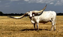 Safari Meseta El