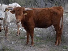 KDK MESQUITE 425