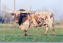 MI TIERRA JET STAR