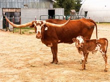 SL 20 COWGIRLS MILKING