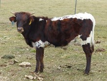 Mini HaHa 17 bull