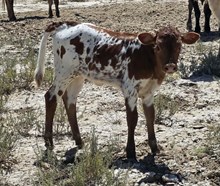 DCL Misty Heifer 26