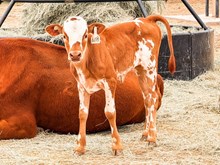 3P FB GET MILK MONEY