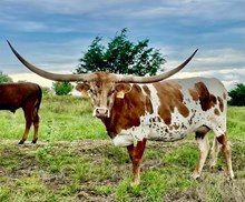 HLR Moo La La 211